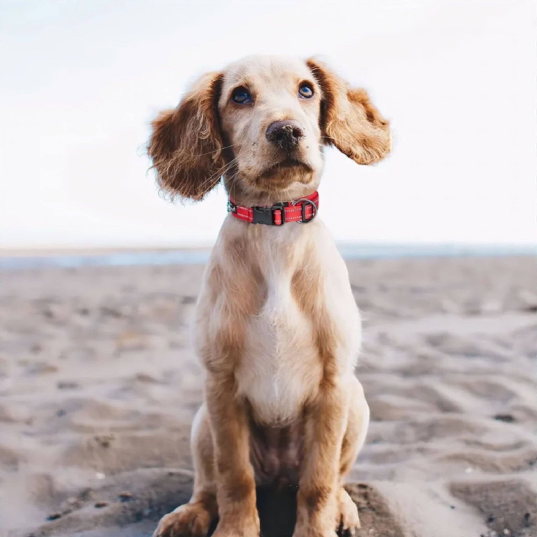 Shine Collars Luxe Pet Store | Tiny. Pure. Love. 