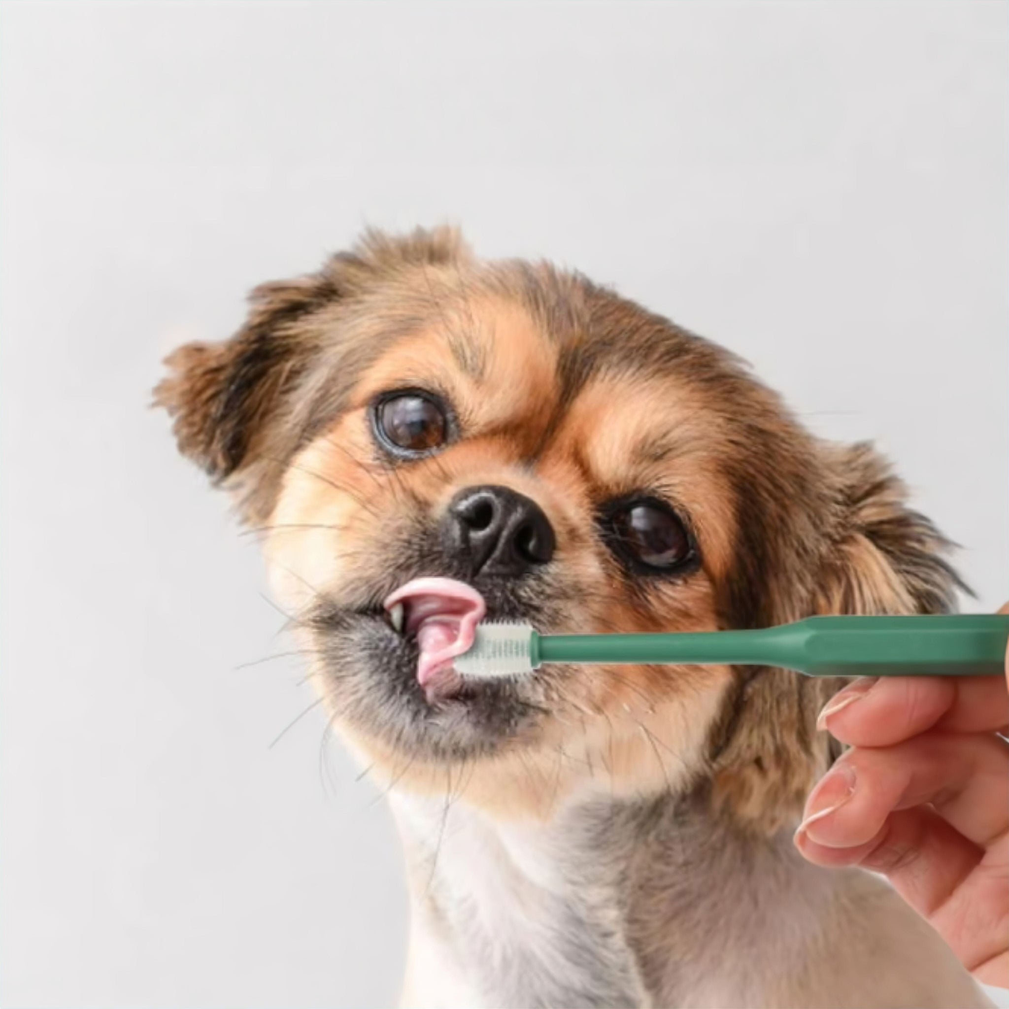 Smile Brush (JS) description update done Luxe Pet Store | Tiny. Pure. Love. 
