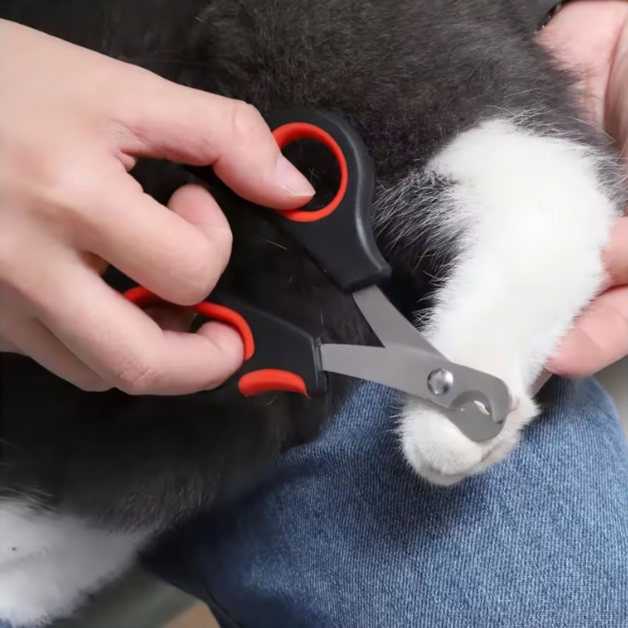 Pet Claw Trimmer Luxe Pet Store | Tiny. Pure. Love. 