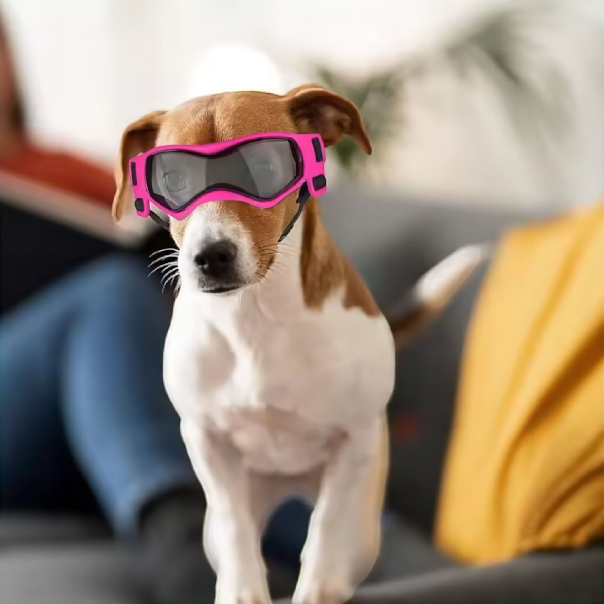Posh Pup Goggles (JS) image added Dog Toy Luxe Pet Store 