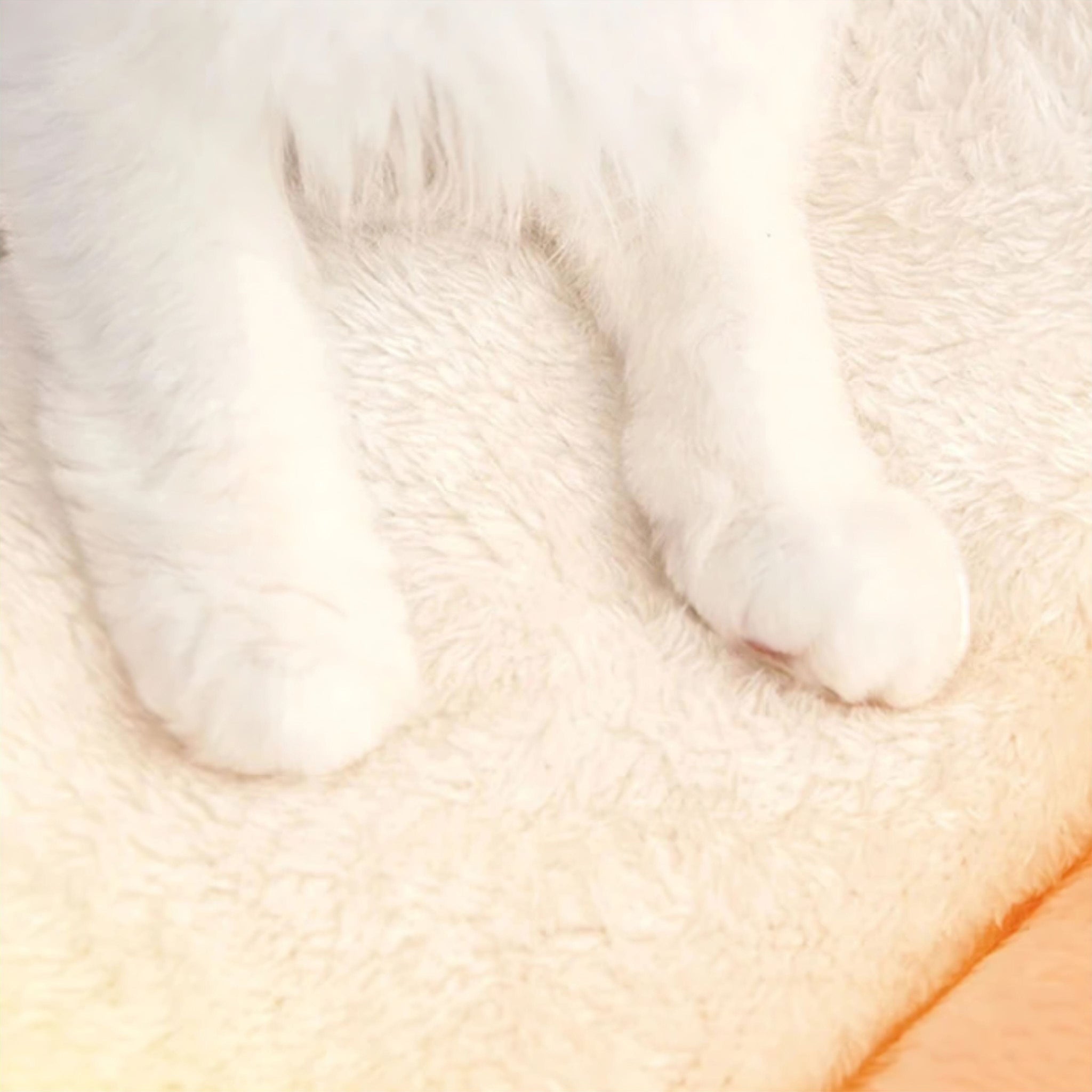 Dreamy Pet Bed Luxe Pet Store | Tiny. Pure. Love. 