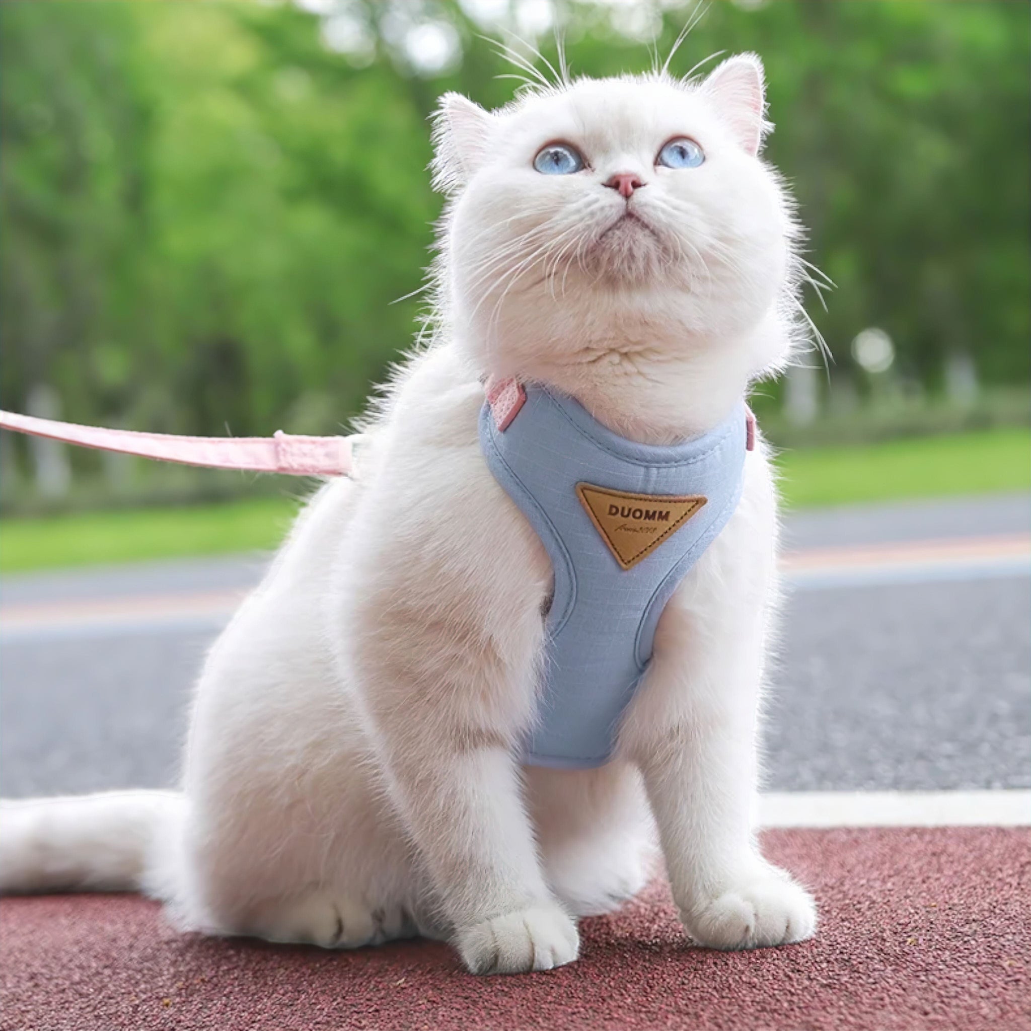 Pawsome Adventure Set Cat Collar Luxe Pet Store 